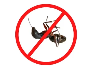 Ant-pest-control-Service