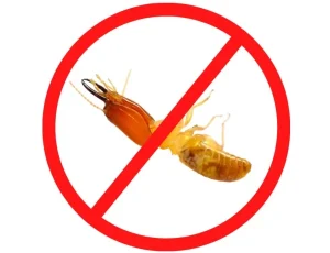 Anti-Termite-Treatment-Service