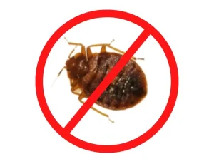 Bedbug-Treatment-Service