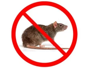 rodent-control-500x500